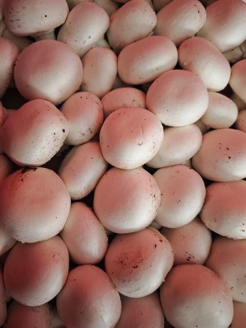 Champiñones blancos