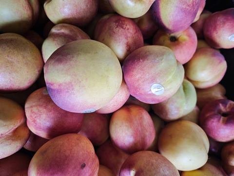 Nectarinas