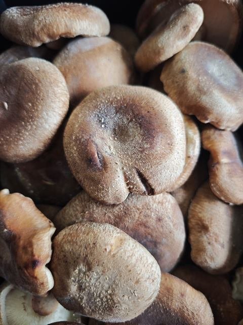 Setas shiitake