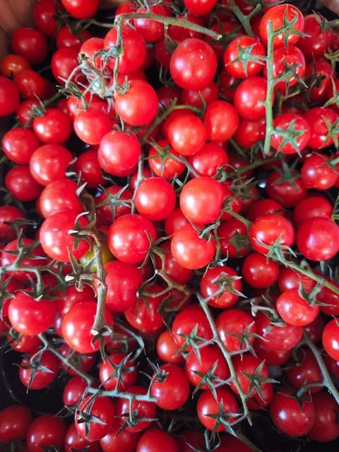 Tomates cherry en rama